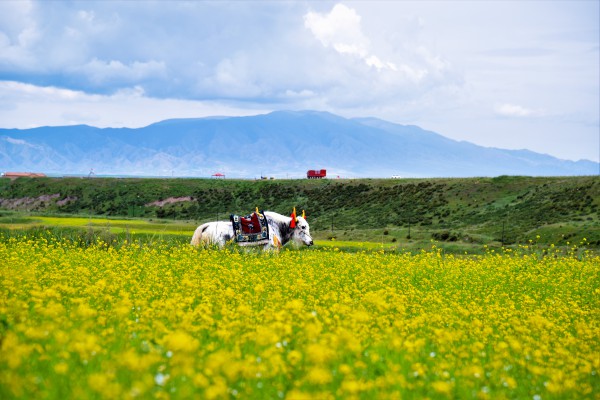 花香高原