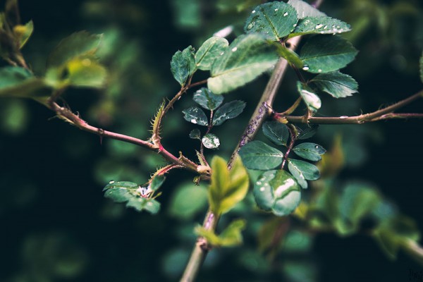 雨后树叶 2